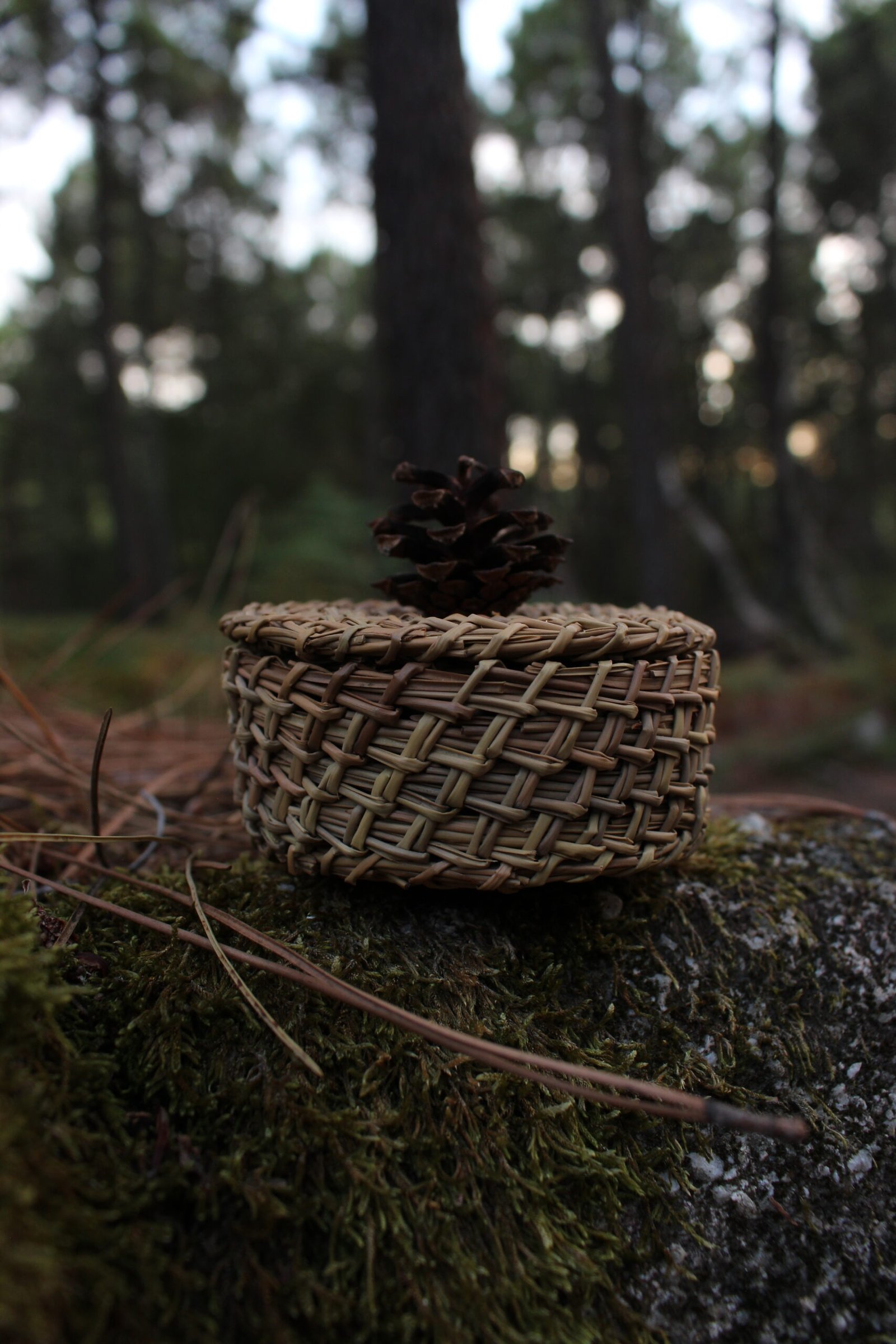 Boîte à bijoux en aiguilles de pin au soleil couchant Boîte à bijoux tressée en aiguilles de pin, ornée d’une pomme de pin, posée sur un caillou en forêt au soleil couchant.